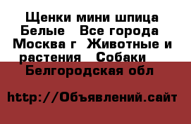 Щенки мини шпица Белые - Все города, Москва г. Животные и растения » Собаки   . Белгородская обл.